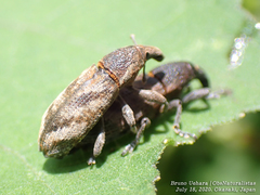 Lixus acutipennis