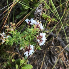 Agathosma ciliata