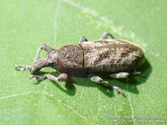 Lixus acutipennis