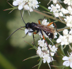 Cryptocheilus versicolor