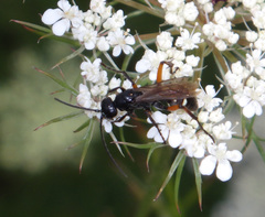Cryptocheilus versicolor