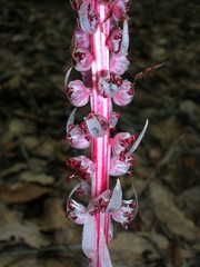 Allotropa virgata