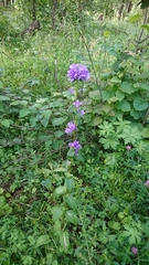 Campanula glomerata