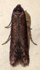 Blastobasis maroccanella