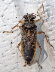 Brachycarenus tigrinus