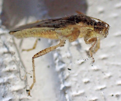 Brachycarenus tigrinus