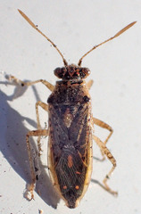 Brachycarenus tigrinus