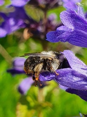 Anthophora furcata