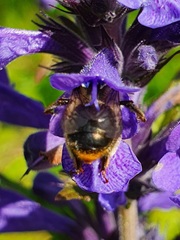 Anthophora furcata