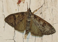Palpita arsaltealis