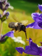 Anthophora furcata