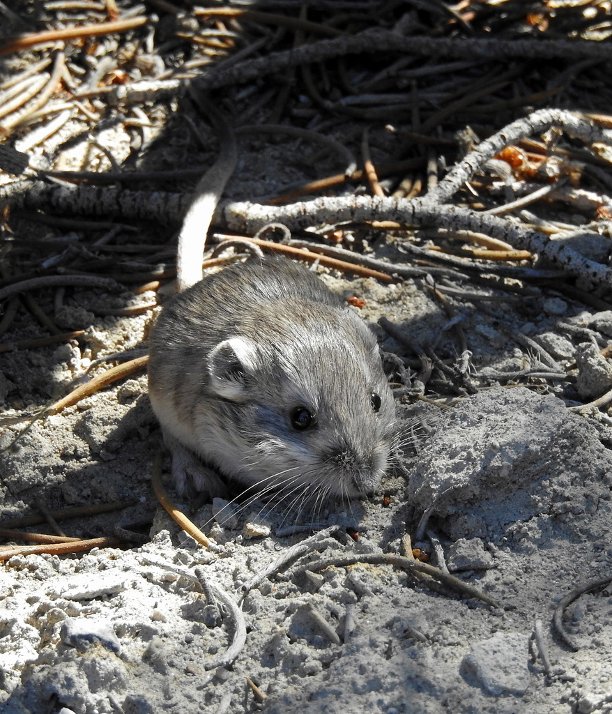 Nevada Kangaroo Mouse
