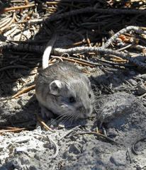 Microdipodops megacephalus