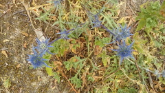Eryngium dilatatum