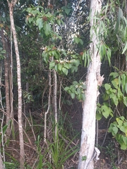Clerodendrum longiflorum