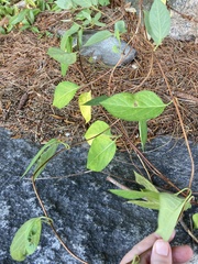 Magnoliopsida