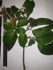 Clerodendrum longiflorum