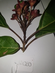 Clerodendrum longiflorum