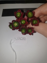 Clerodendrum longiflorum