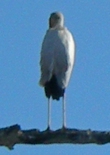 Yellow-billed Stork