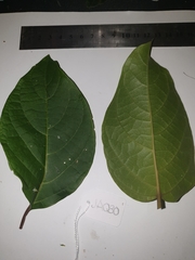 Clerodendrum longiflorum