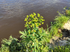 Euphorbia lucida