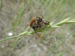 Chaetopteroplia segetum