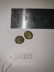 Clerodendrum longiflorum