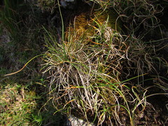 Carex rupestris
