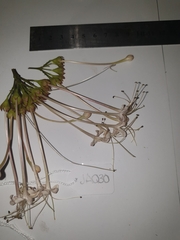 Clerodendrum longiflorum