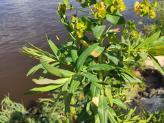 Euphorbia lucida