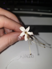 Clerodendrum longiflorum