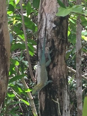 Anolis conspersus