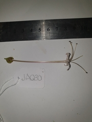 Clerodendrum longiflorum