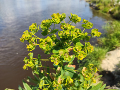 Euphorbia lucida