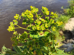 Euphorbia lucida