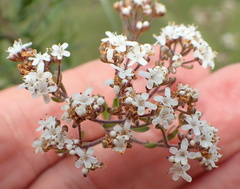 Chaenostoma floribundum