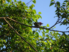 Psilopogon haemacephalus roseus