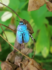 Hoplia coerulea
