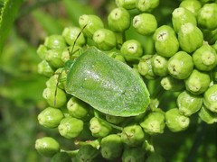 Nezara viridula