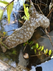 Pectinatella magnifica