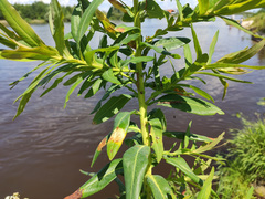 Euphorbia lucida