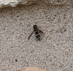 Parancistrocerus minimoferus