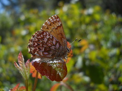 Callophrys eryphon