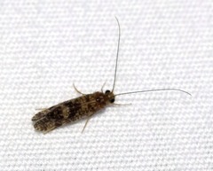 Annulipalpia