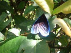 Pompelon marginata