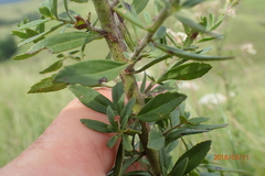 Chaenostoma floribundum