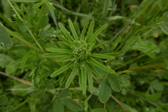 Dasineura aparines