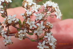 Chaenostoma floribundum