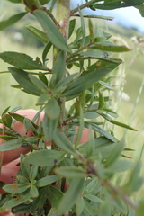 Chaenostoma floribundum
